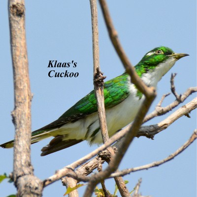 Klaas's Cuckoo